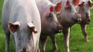 الإفتاء تحسم الجدل حول حكم زراعة عضو من الخنزير في جسم الإنسان