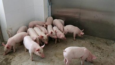 النشرة الدينية