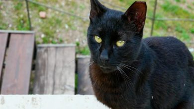 هل يجوز شرعًا تعقيم القطط لعدم تكاثرها؟.. أمين الفتوى يوضح الحكم (بالفيديو)