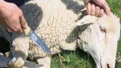 هل يمكن الجمع بين عقيقة الولد والبنت؟.. الإفتاء: يجوز في هذه الحالة