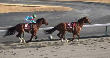 حصان يفوز بسباق فى طوكيو بدون فارس.. على طريقة فيلم أحلام عمرنا "فيديو"