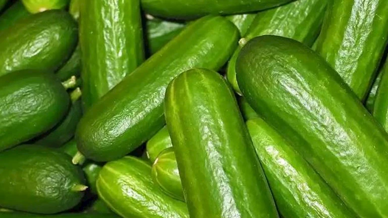 6 فوائد مذهلة لتناول الخيار.. تعرف عليها