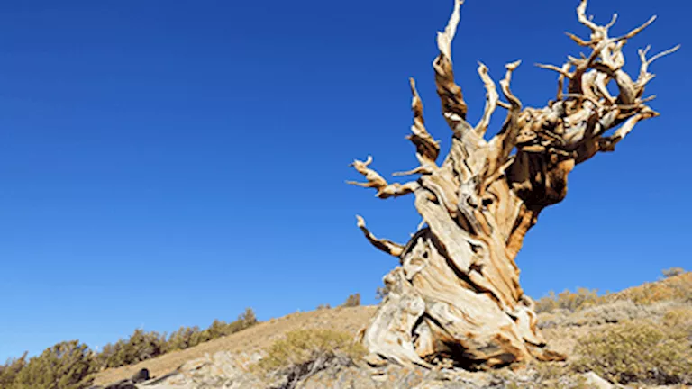 موقعها سري.. خطأ شائع تسبب في قطع شجرة عمرها 5 آلاف سنة