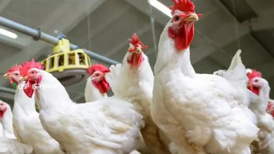 اتحاد منتجي الدواجن ينفي اتهامات الاحتكار والتلاعب بالأسعار